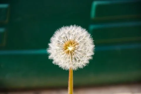 Dandelion ready to seed Stock Photos