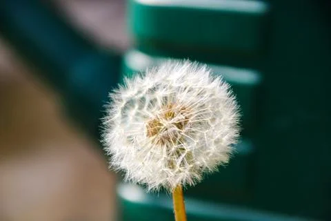 Dandelion ready to seed Stock-Fotos
