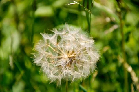 Dandelion ready to seed Stock Photos