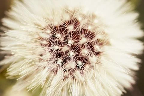 Dandelion removed by a macroobjective Stock Photos