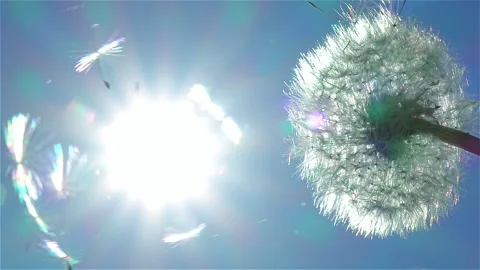 Dandelion ripened seeds flying over head of flower on blue sky with sun. Stock Footage 240179147