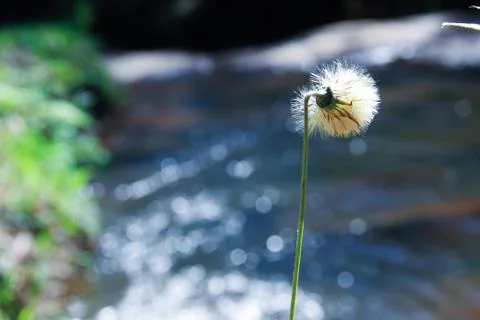 Dandelion at riverside Stock Photos