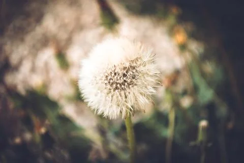 Dandelion on the road close-up Stock Photos