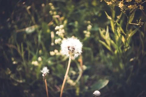 Dandelion on the road close-up Stock Photos