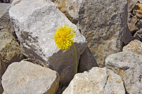 Dandelion in rocks Stock Photos