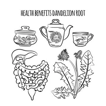 DANDELION ROOT BENEFITS Pharmacy Vector Illustration Set Stock Illustration
