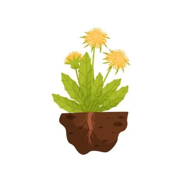 Dandelion with a root in the soil on a white background. Vector illustration. Stock Illustration