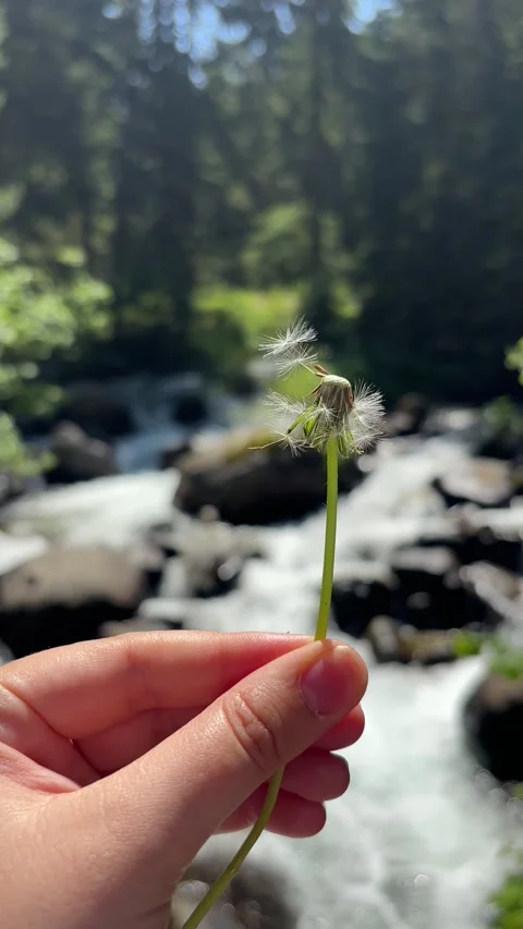 Dandelion by Rushing Mountain River in Summer Forest Stock Footage 315447360