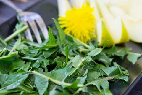 Dandelion salad Stock Photos