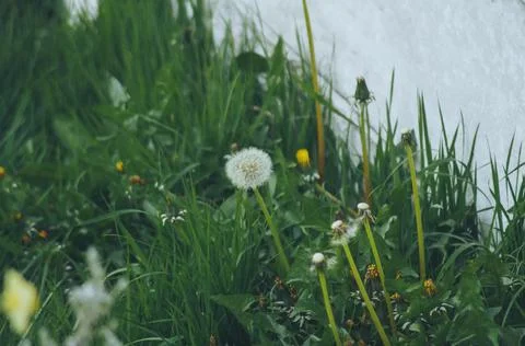 Dandelion scene Stock Photos
