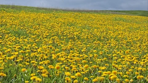 Dandelion Sea Wide View – Side Slider 4K Cinematic Nature Landscape 스톡 동영상 320189297