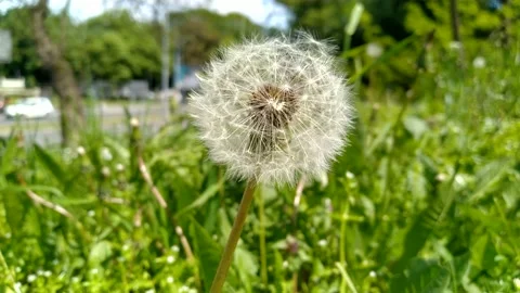 Dandelion sead head on the light wind 库存影片 196825943