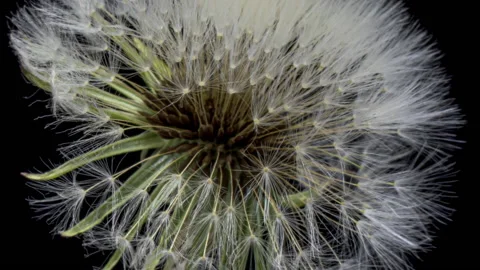 Dandelion sead head opening time lapse. Close up Stock Footage 196900956