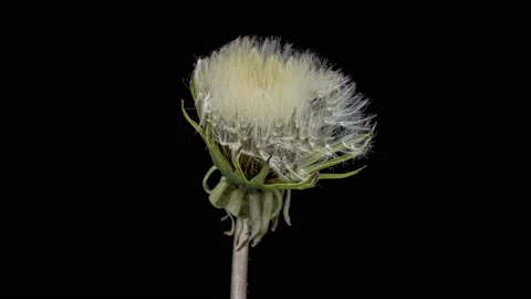 Dandelion sead head opening time lapse. Close up Stock Footage 230968582