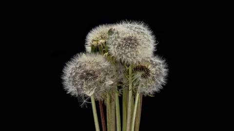 Dandelion sead heads opening time lapse Stock Footage 196892185