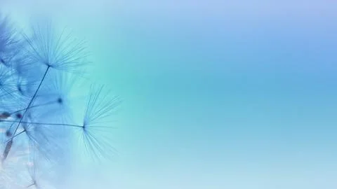 Dandelion seed. Abstract gradient colored macro photo of dandelion plant se.. Stock Photos