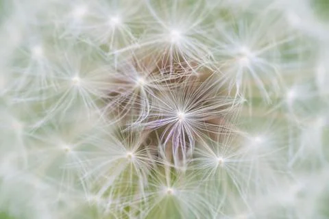 Dandelion seed abstract Stock Photos