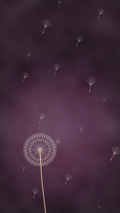 Dandelion seed animation floating dark purple background loop 動画素材 346639674