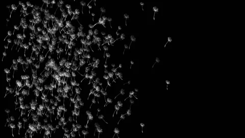 Dandelion Seed Blow Stock Footage 148489123