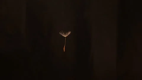 Dandelion seed blowing on a black background.  Dandelions seeds fly upwards Stock Footage 162277909