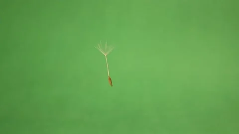 Dandelion seed blowing on a green background.  Dandelions seeds fly upwards 스톡 동영상 162744852