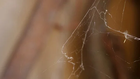 Dandelion seed caught in spider web Stock Footage 88919112