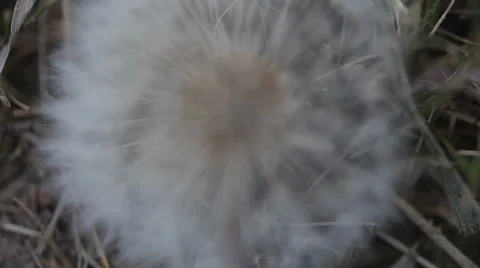 Dandelion seed close up Stock Footage 35462815