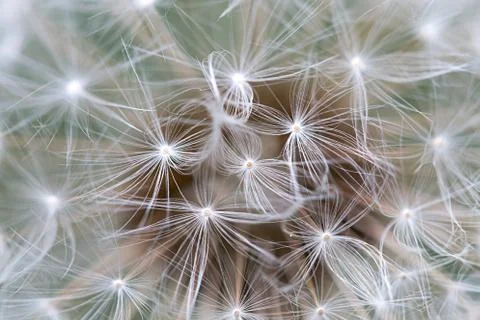 Dandelion Seed Close Up Stock Photos