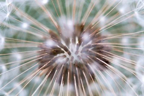 Dandelion Seed Close Up Stock Photos