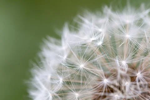 Dandelion Seed Close Up Stock Photos