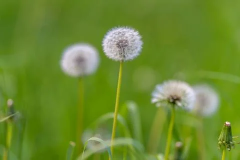 Dandelion seed closeup. Sharp central disc surrounded by fragile delicate f.. Stock Photos