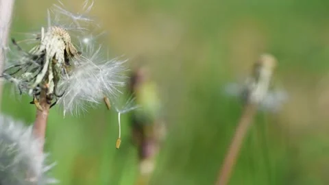 Dandelion seed dance in light wind 動画素材 339092860