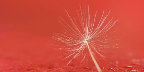 Dandelion seed in dew Stock Photos