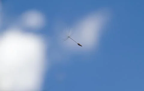 Dandelion seed floating in sky Stock Photos