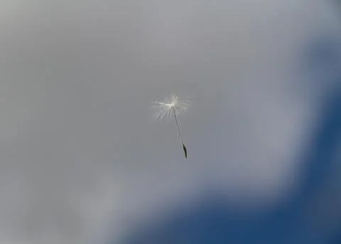 Dandelion seed floating in sky Stock Photos
