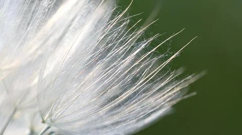 Dandelion seed flower with delicate openwork pattern on green background Stock Photos