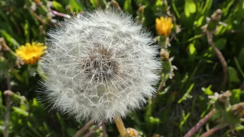 Dandelion seed Stock Footage 197376195