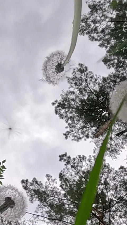 Dandelion Seed Head Against Cloudy Sky and Pine Forest Canopy Stock Footage 340229574