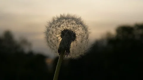 Dandelion Seed head against evening sky Stock Footage 90371126