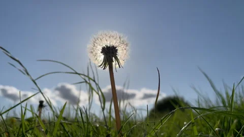 Dandelion seed head against sun Stock Footage 241494086