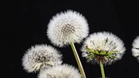 Dandelion Seed Head Blooming Fast in Spring Time Lapse Stock Footage 323114923
