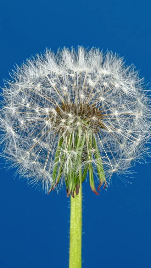 Dandelion Seed Head Blossom Time Lapse on a Blue Background. Blossoming Whi.. Stock Footage 334061381