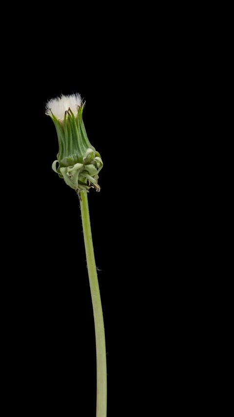 Dandelion Seed Head Blossom Timelapse Stock Footage 319465067