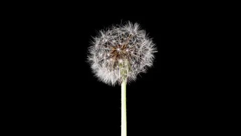 Dandelion Seed Head Blossom Timelapse on a Black Background. Blossoming Whi.. Stock Footage 334120763