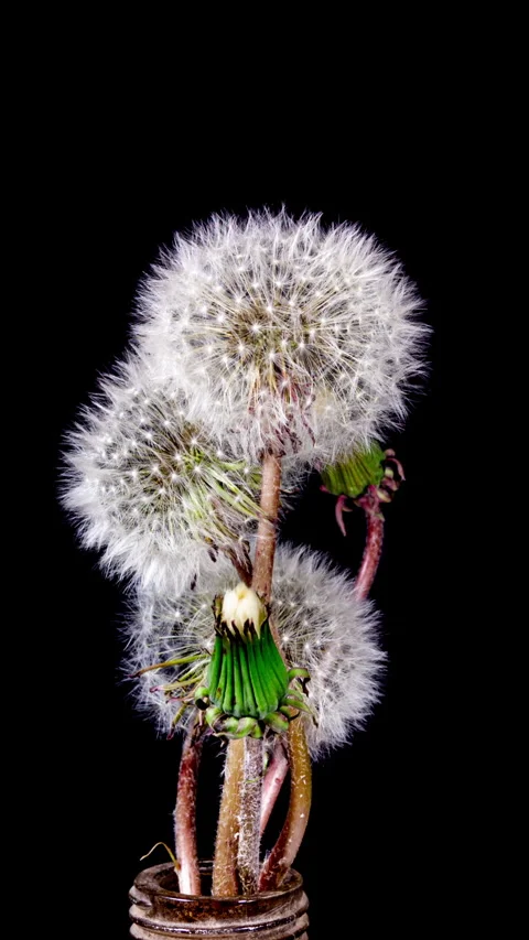 Dandelion Seed Head Blossom Timelapse on a Black Background. Blossoming Whi.. Stock Footage 334727971