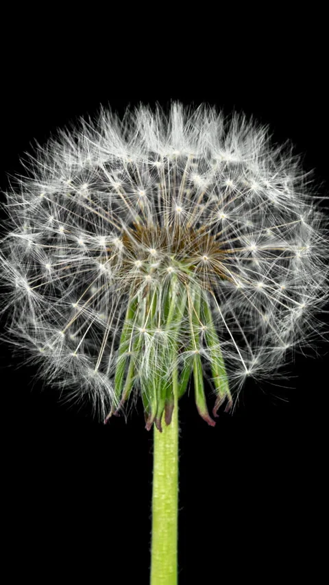 Dandelion Seed Head Blossom Timelapse on a Black Background. Blossoming Whi.. Stock Footage 336623205