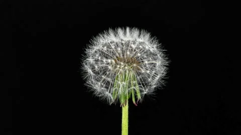 Dandelion Seed Head Blossom Timelapse on a Black Background. Blossoming Whi.. Stock Footage 337846485