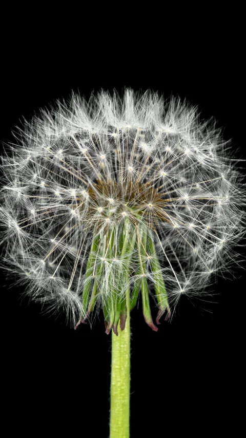 Dandelion Seed Head Blossom Timelapse on a Black Background. Blossoming Whi.. Stock Footage 338185580