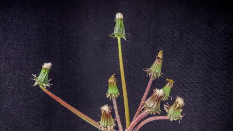 Dandelion Seed Head Blossom Timelapse on a Black Background. Blossoming Whi.. Stock Footage 339608786