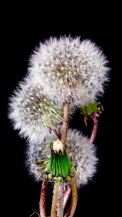 Dandelion Seed Head Blossom Timelapse on a Black Background. Blossoming Whi.. Stock Footage 340627308